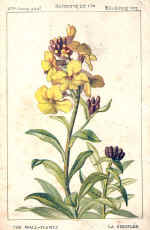 Wallflower (The)