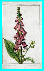 Foxglove (The)