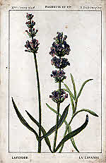 Lavender (The)