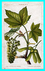 Maple Sycamore (The)