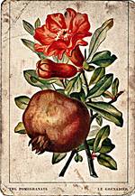 Pomegranite (The)