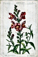 Snapdragon (The)