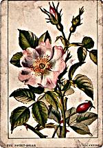 Sweet-Briar