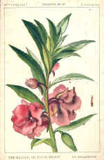 Balsam (The) or Touch me not