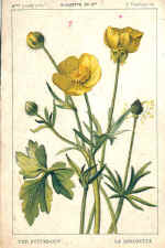 Buttercup (The)