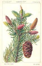 Fir Tree (The)