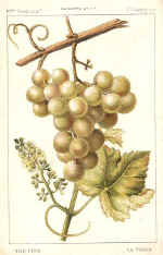 Vine (The)
