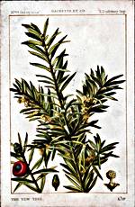 Yew Tree (The)