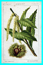 Chestnut (The)