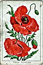 Field Poppies