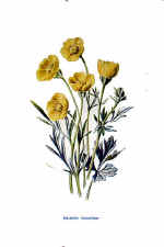 Bulbous Crowfoot