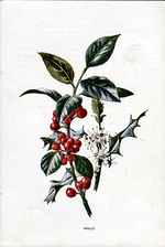 Holly 
