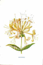 Honeysuckle