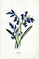 Hyacinth