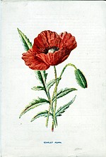 Scarlet Poppy