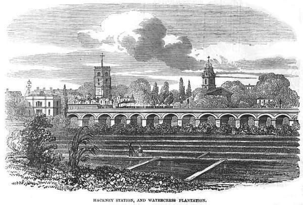 Hackney Station and watercress plantation